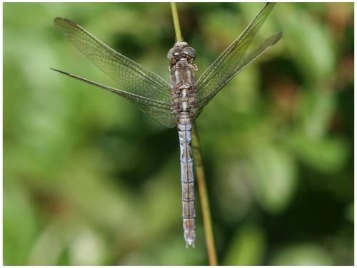 Orthetrum coerulescens