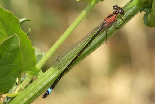 Ischnura elegans