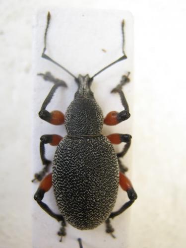 Otiorhynchus cardiniger