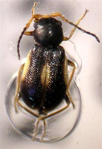 Colotes maculatus