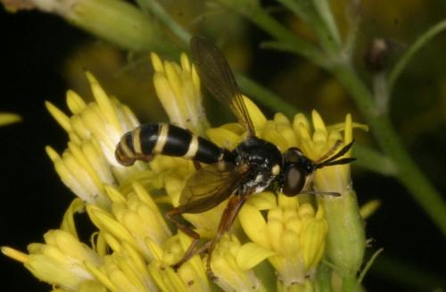 Conops quadrifasciatus