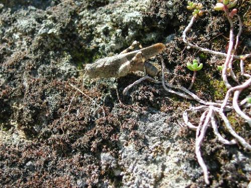 Oedipoda caerulescens caerulescens