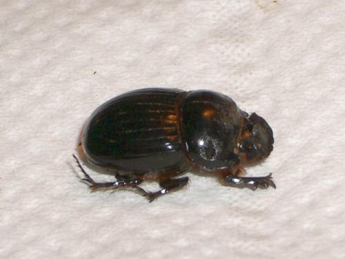 Copris lunaris