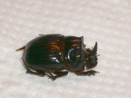 Copris lunaris