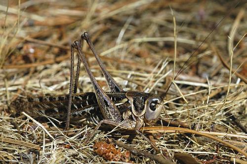 Réf. 12 795 : Decticus albifrons