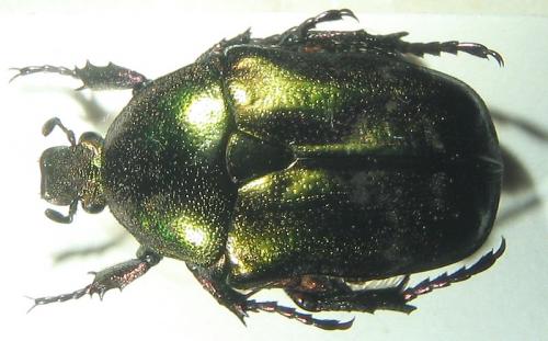 Réf. 12 598 : Potosia cuprea