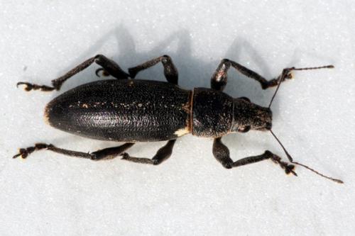 Brachyderes lusitanicus