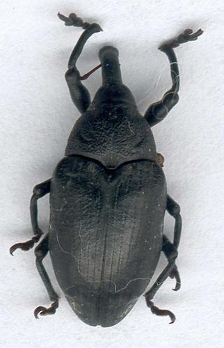 Réf. 12 757 : Larinus sp.