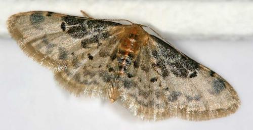 Réf. 12 571 : Idaea filicata