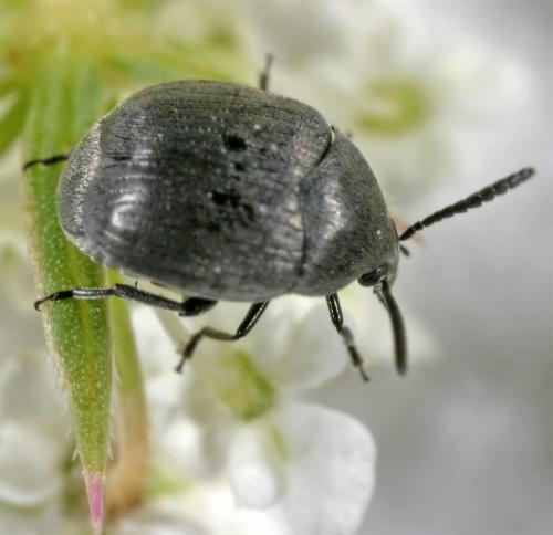 Réf. 12 035 : Spermophagus sp.