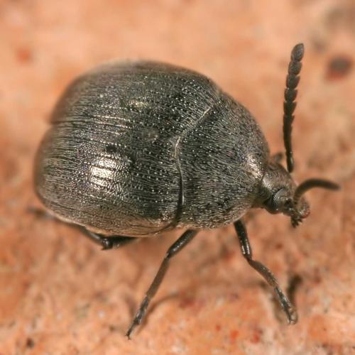 Réf. 12 036 : Spermophagus sp.