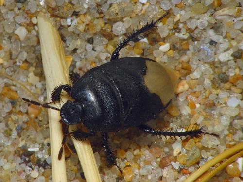 Réf. 12 854 : Cydnus aterrimus