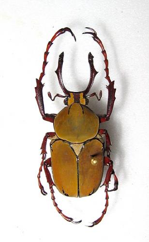 Dicronocephalus wallichi bowringi