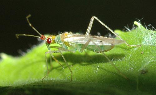 Réf. 12 270 : Dicyphus sp.