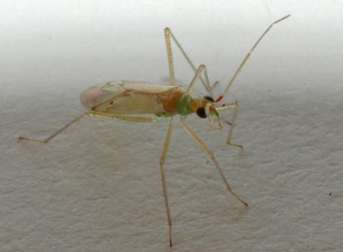 Réf. 12 415 : Dicyphus sp.