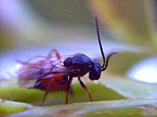 Diplolepis rosae