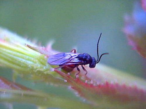 Diplolepis rosae