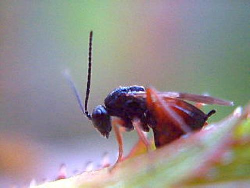 Diplolepis rosae