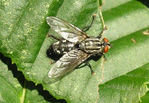 Sarcophaga sp.