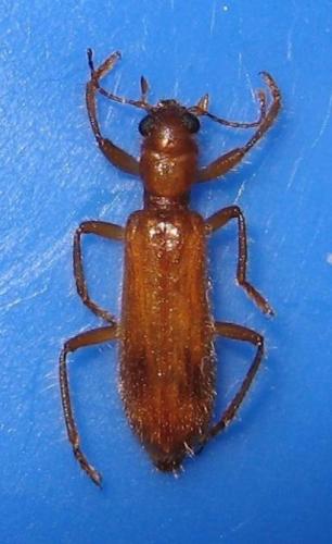 Opilo pallidus