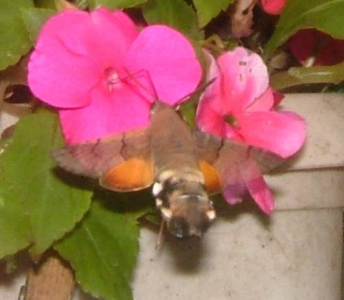 Macroglossum stellatarum