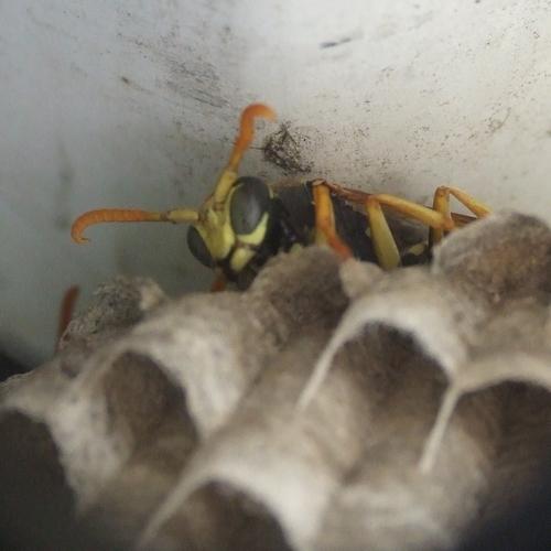 Polistes dominula