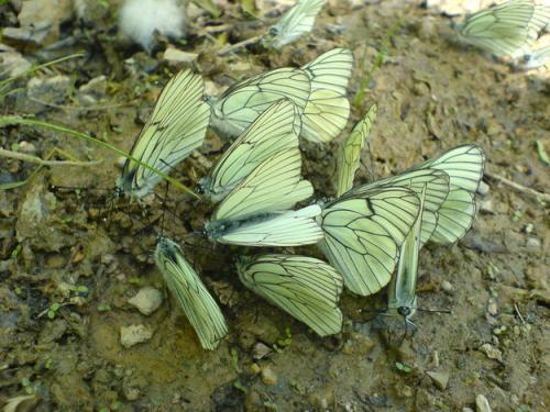 Aporia crataegi