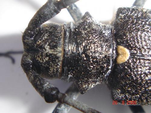 Monochamus sartor