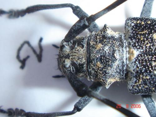 Monochamus sartor