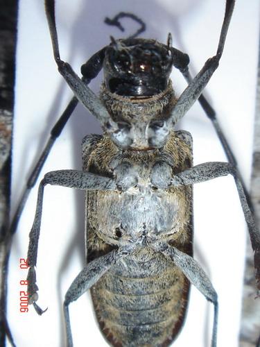 Monochamus sartor