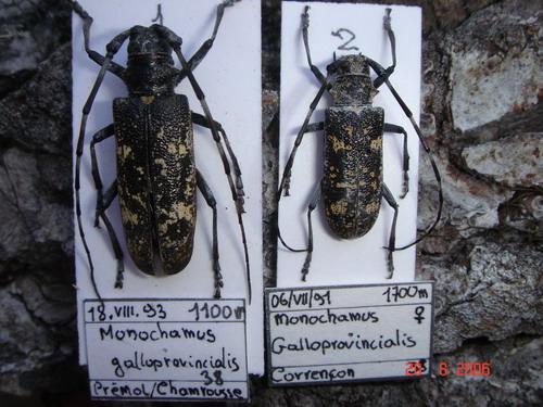 Monochamus sartor
