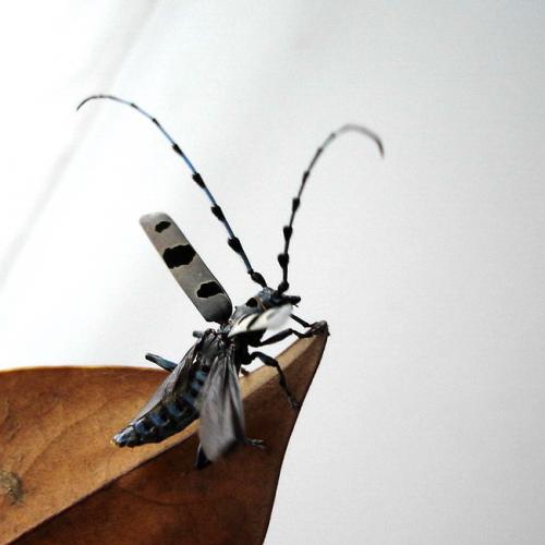 Rosalia alpina