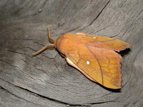 Odonestis pruni