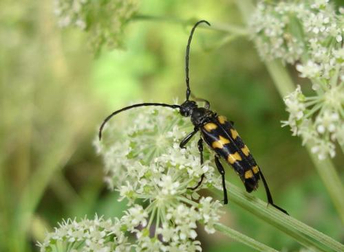 Réf. 12 200 : Leptura quadrifasciata