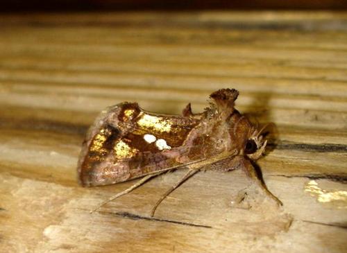 Réf. 12 266 : Chrysodeixis chalcites