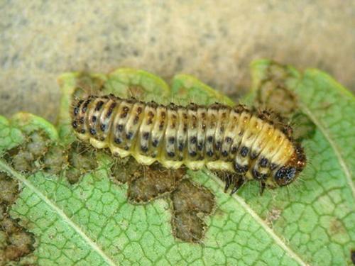 Réf. 12 788 : Xanthogaleruca luteola