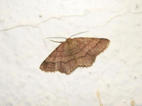 Réf. 12 537 : Scopula rubiginata