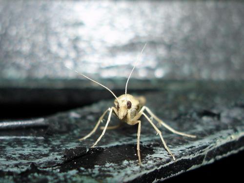 Ancylolomia sp.