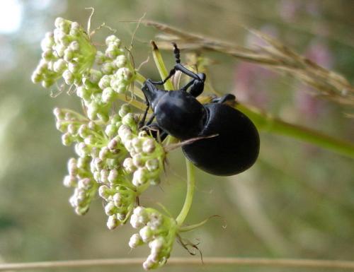 Liparus coronatus
