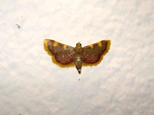 Réf. 12 684 : Hypsopygia costalis