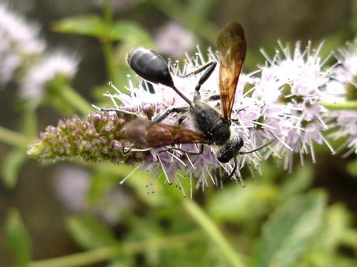 Isodontia mexicana