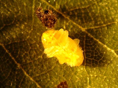 Réf. 12 789 : Xanthogaleruca luteola