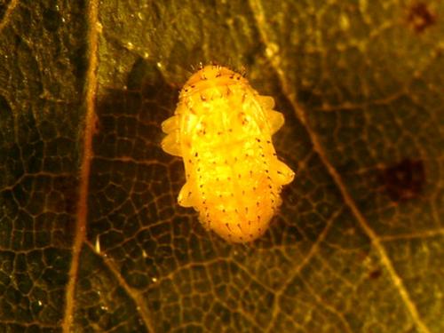 Réf. 12 790 : Xanthogaleruca luteola