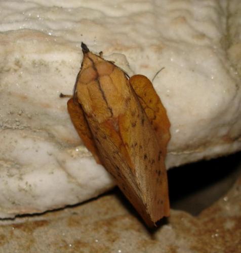 Gastropacha populifolia