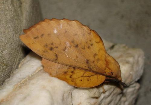 Gastropacha populifolia