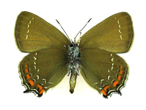 Réf. 12 946 : Satyrium ilicis