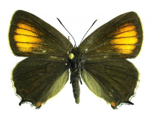 Réf. 12 945 : Satyrium ilicis