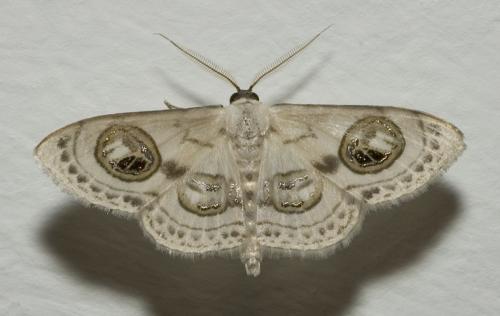 Réf. 12 725 : Problepsis ocellata