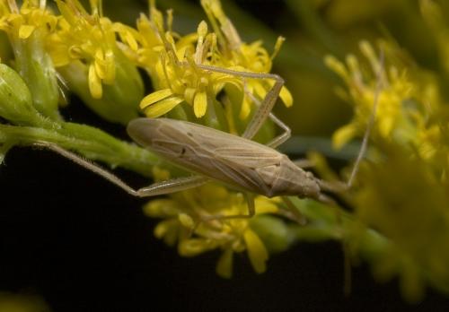 Stenodema laevigata