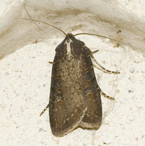 Réf. 12 818 : Peridroma saucia